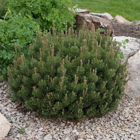 Pinus mugo Turra (var. mughus), Bergtall