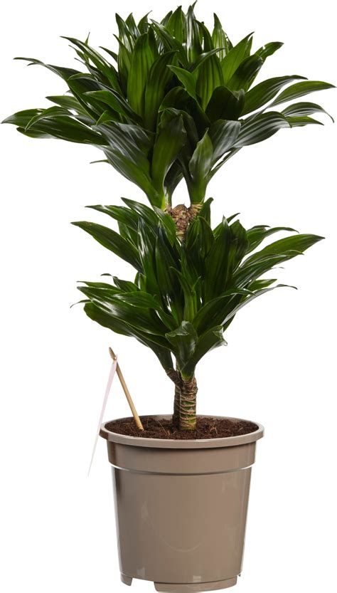 Dracaena Compacta Kopen ⌀ 17 Cm ↕ 60 Cm ⁕ Jngl