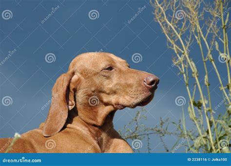 Hungarian Vizsla Dog stock photo. Image of summer, resting - 2238116