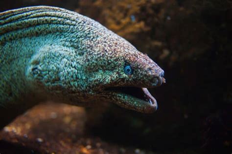 Types Of Eels: 8 Of The Best Freshwater And Saltwater Eels