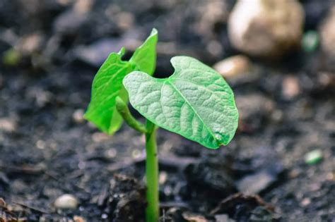 Quand semer les haricots à rames avec la lune Dates 2023 et