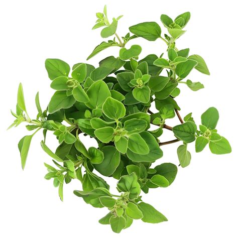 AI Generated 3D Rendering Of A Oregano Leaves On Transparent Background