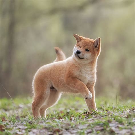 Shiba Inu Shiba Puppies For Sale