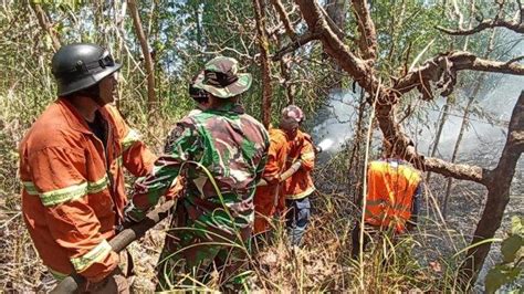 Kebakaran Hutan Lindung Egon Ilin Medo Sikka Terus Meluas Api Belum