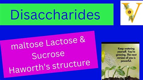 Disaccharides Maltose Lactose Sucrose Haworth