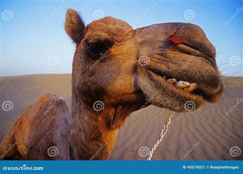 Cheeky Happy Camel in the Desert Stock Image - Image of dromedary, dune ...