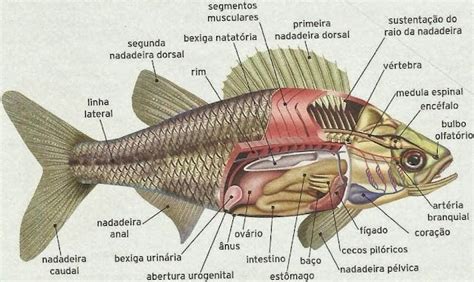 Segundo Ano Biologia Peixes