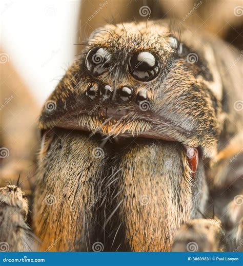 Wolf Spider Up Close Stock Image Image Of Brown Crawly 38609831