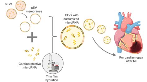 Jcdd Free Full Text Engineering Cardiac Small Extracellular Vesicle