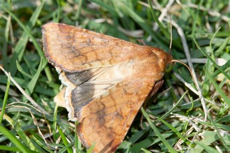 Corn Earworm Cesar Australia