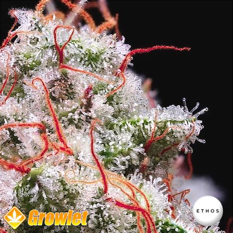 Peach Crescendo Auto Rf3 Ethos Genetics Feminized Seeds Growlet