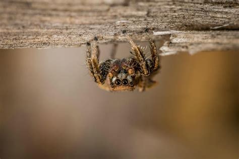 Spiders Like Youve Never Seen Them Before Photos Jumping Spider