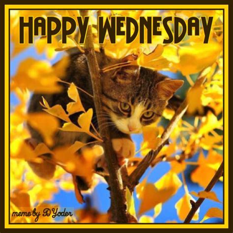 Happy Wednesday Cat in tree with fall leaves | Happy wednesday ...