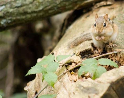 Do Chipmunks Hibernate? How Do They Survive The Winter? - Squirrels at the Feeder