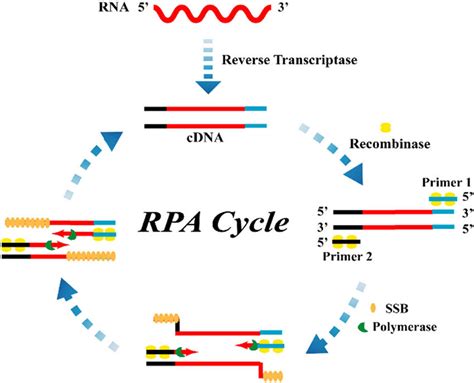 The Schematic Diagram Of Rt Rpa For Rna Detection Recombinase