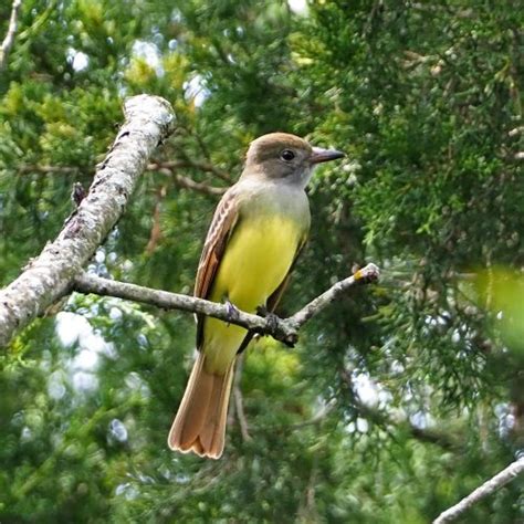 Great Crested Flycatcher Feederwatch