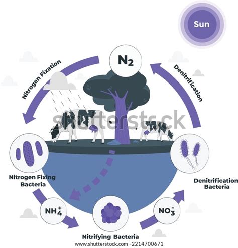 Nitrogen Cycle Concept Flat Design Illustration Stock Vector (Royalty ...