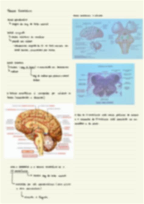 SOLUTION Histologia Do Tronco Encef Lico Studypool