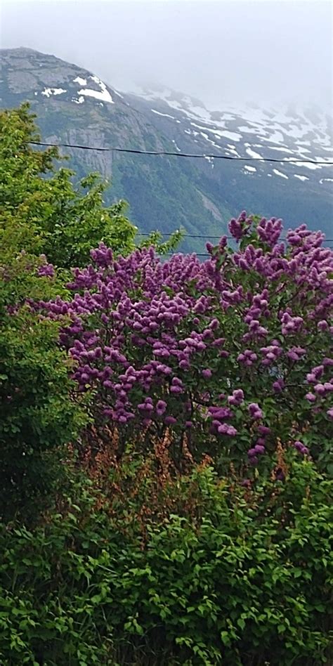 Alaska Skagway Snowcapped - Free photo on Pixabay - Pixabay