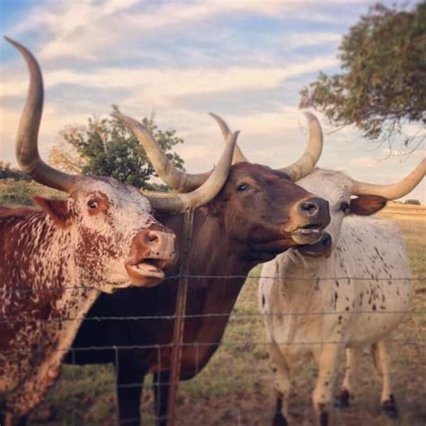 About Us Texas Heritage Vineyards