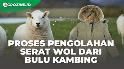 Proses Pengolahan Serat Wol Yang Diperoleh Dari Bulu Domba Dan Kambing