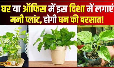 Vastu Tips घर के इस कोने में लगाएं मनी प्लांट का पौधा पैसों से भर जाएगी तिजोरी Local18