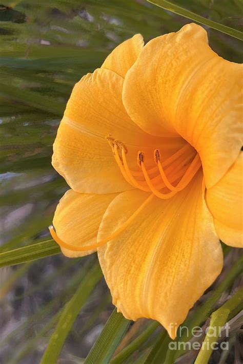 Golden Lillie Photograph By Linda Carol Case Fine Art America