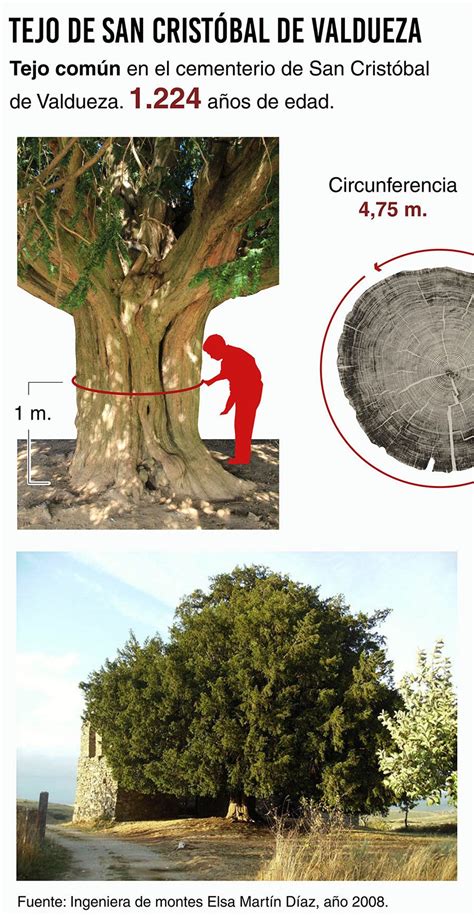 El Tejo Milenario De San Crist Bal De Valdueza Bierzo Protagonista