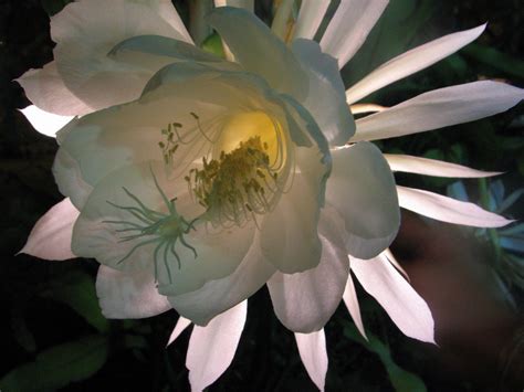 Flor de Luna o Reina de la Noche Epiphyllum oxypetalum Centroamérica