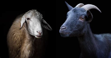 Sheep vs Goat Comparison (difference between a sheep and goat)