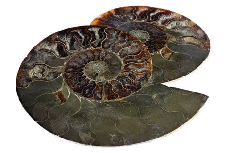 Ammonite Madagascar Ancient Mollusk Fossils Isolated On White Stock