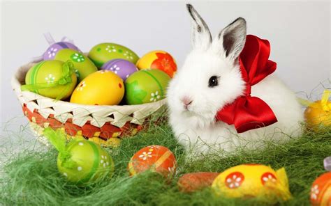 Cute Easter Bunny Wallpaper 58 Images