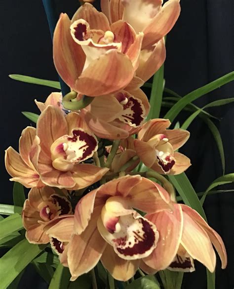 Cymbidium Charlie Brown Southern Suburbs Orchid Society Inc