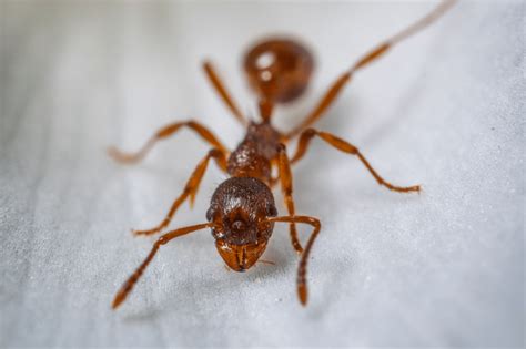 Formiche Rosse Caratteristiche Habitat E Curiosit