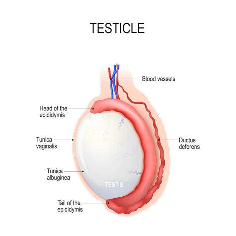 Mens Testicular Health Testicular Health Check Mens Health Doctor