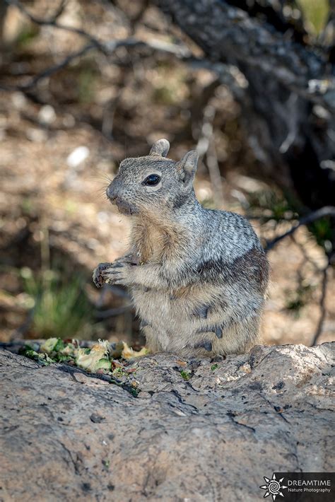 Ecureuil Des Rochers Rock Squirrel Otospermophilus Var Flickr