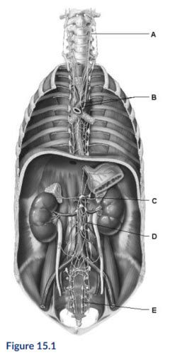 Nightingale College Anatomy Week 8 Activity Flashcards Quizlet