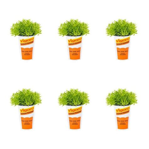 Vigoro 1 Pt Sedum Angelina Yellow Perennial Plant 6 Pack 78446 The