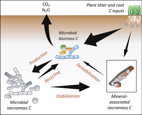 Deconstructing The Microbial Necromass Continuum To Inform Soil Carbon