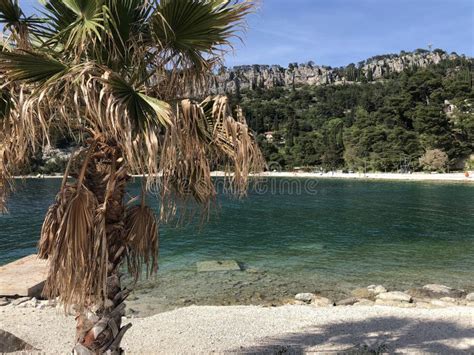 Kasjuni beach in Split stock photo. Image of forest - 186199912