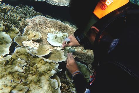 Begini Kondisi Terumbu Karang Di Kepulauan Seribu