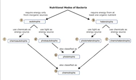 Label The Diagram Below To Show The Relationship Between Nutritional