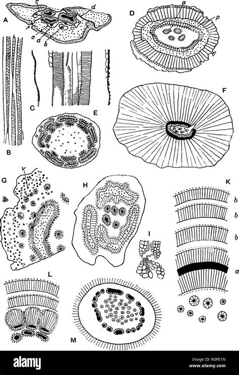 Fossil Plants For Students Of Botany And Geology Paleobotany