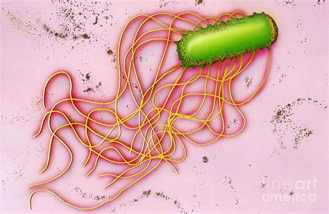 Bacteria Salmonella Sem Photograph By Chris Bjornberg