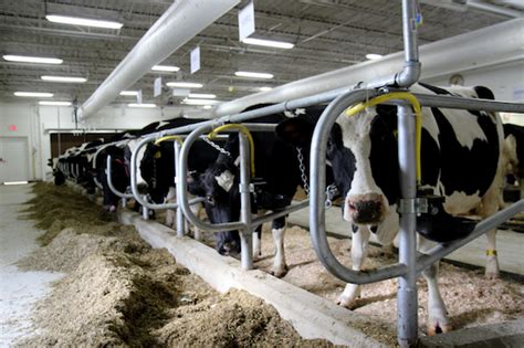 Uwmadison Will Dedicate Refurbished Dairy Cattle Center March 9 Dairy