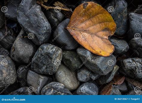 Hoja En Piedras Imagen De Archivo Imagen De Fresco Piedras