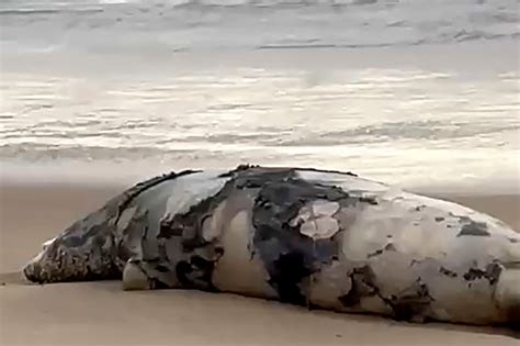 Thousands of dead seals wash up on Caspian shore in Russia