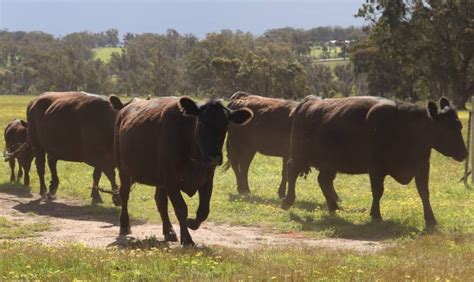 Correct cattle identification is a must-do – Australian Country Life