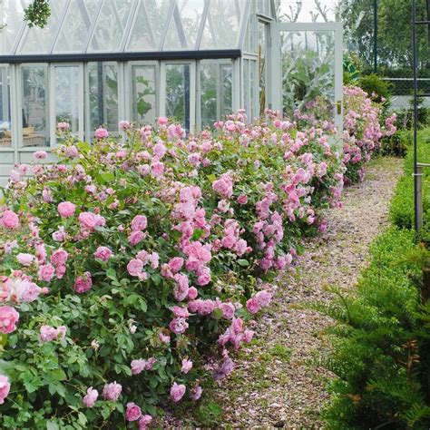 Harlow Carr Hedging Bundle Medium Hedge Rose Hedge English Roses