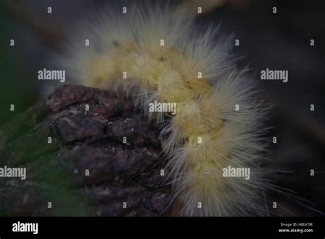 Fuzzy Yellow Caterpillar Hi Res Stock Photography And Images Alamy
